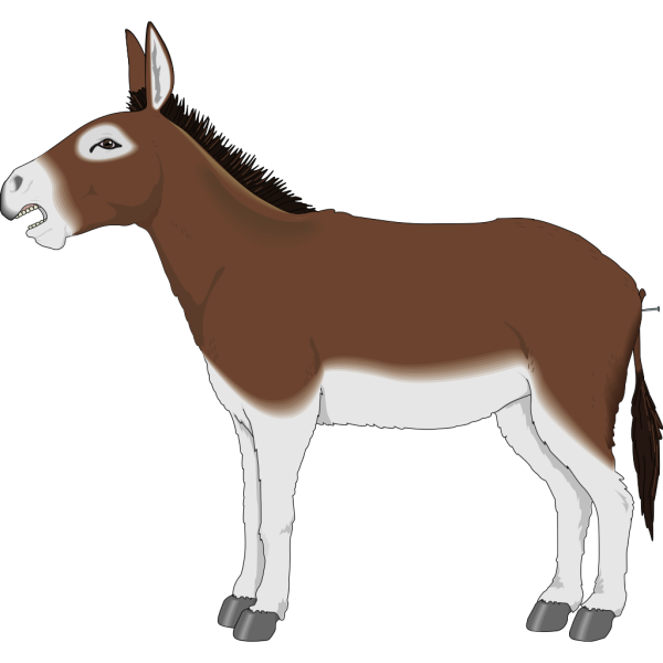 Brown And White Donkey Side View PNG Clip art