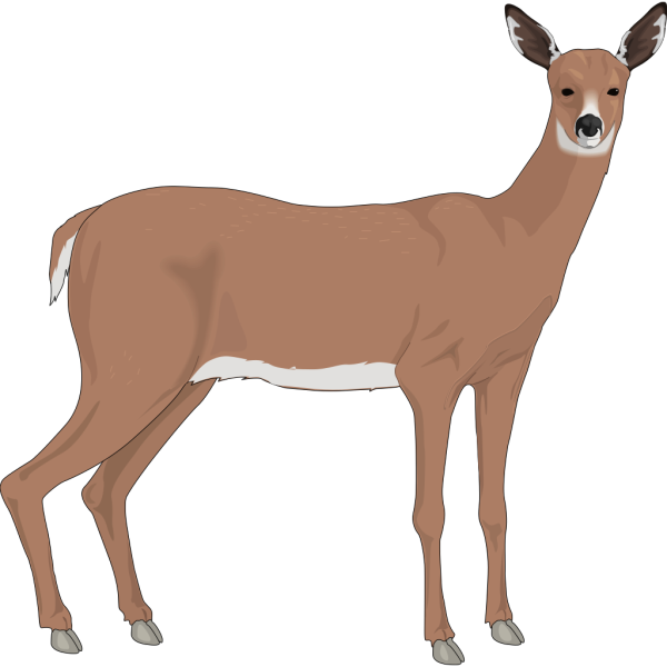 Staring Deer PNG Clip art