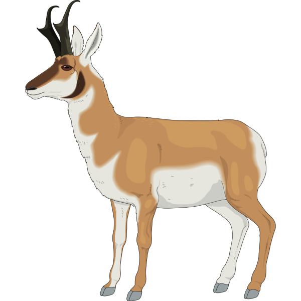 Animal Side View PNG Clip art