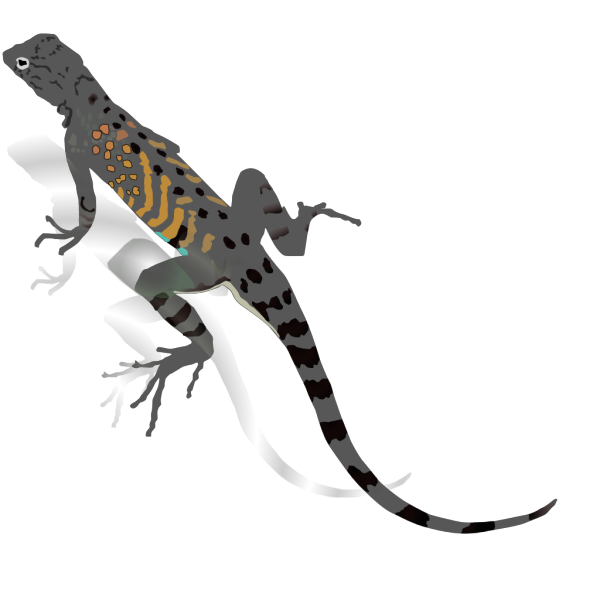Gray And Orange Striped Lizard PNG Clip art
