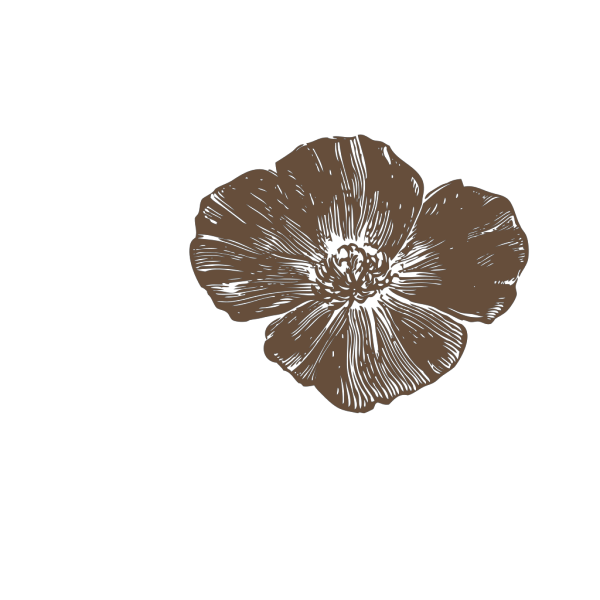 Brown Poppies PNG Clip art