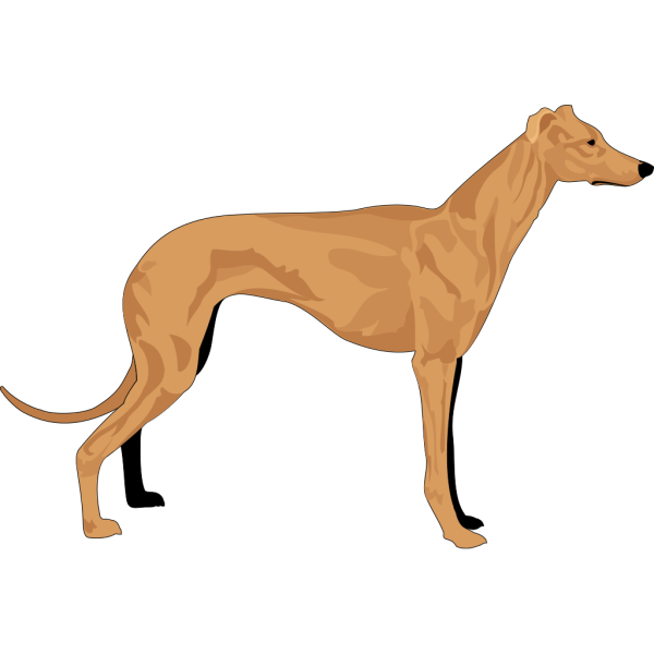 Grey Hound PNG images