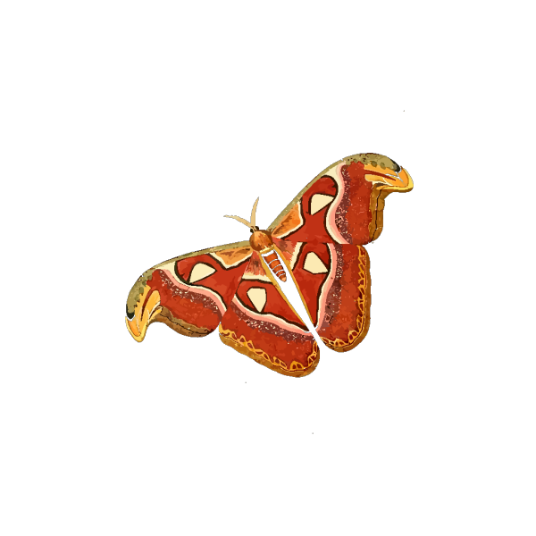 Moth PNG Clip art