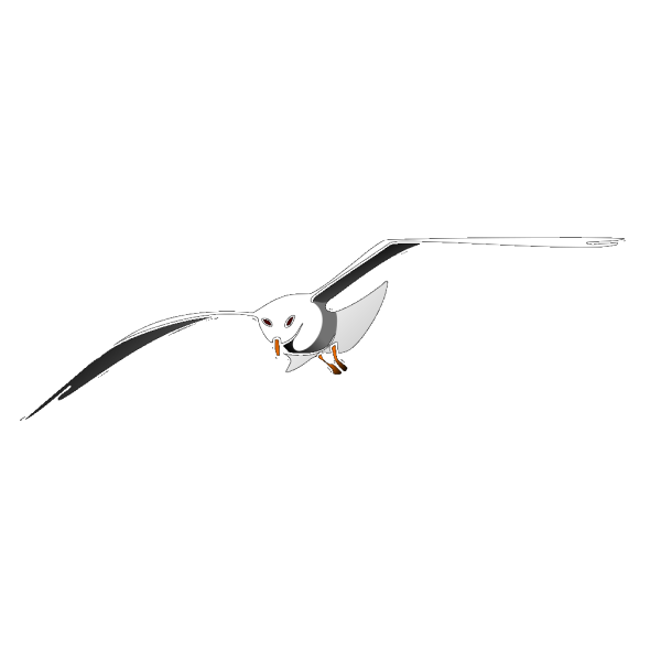 Seagull In Flight PNG Clip art
