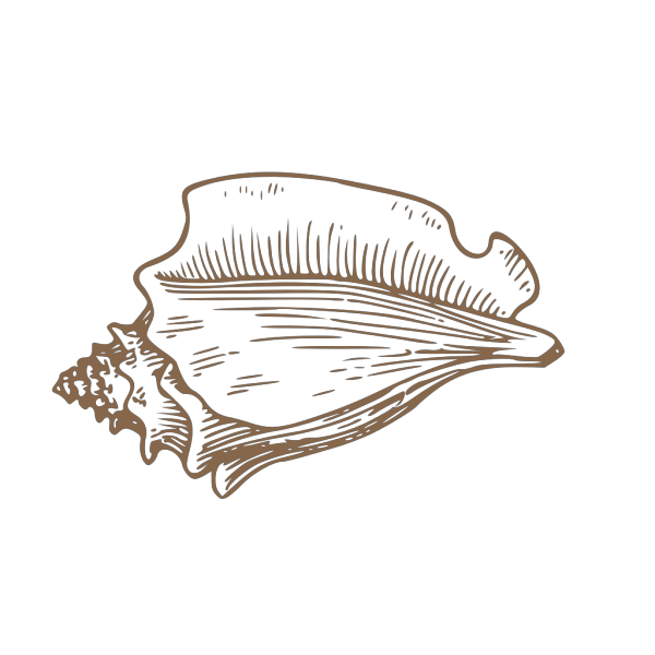 Brown Shell PNG Clip art