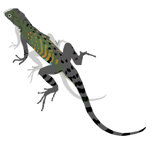 Green Black Lizard PNG Clip art