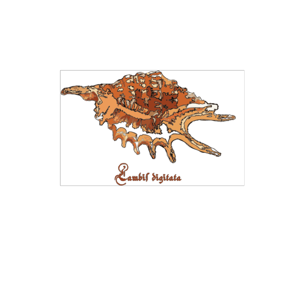 Sea Shell PNG Clip art