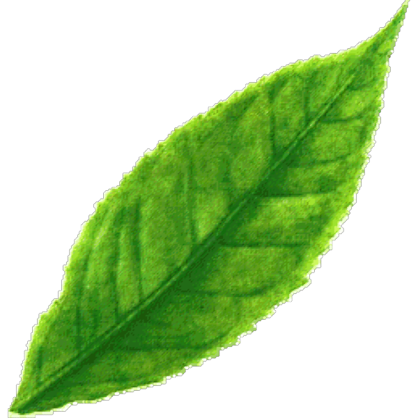 Green Tea Leaf PNG Clip art