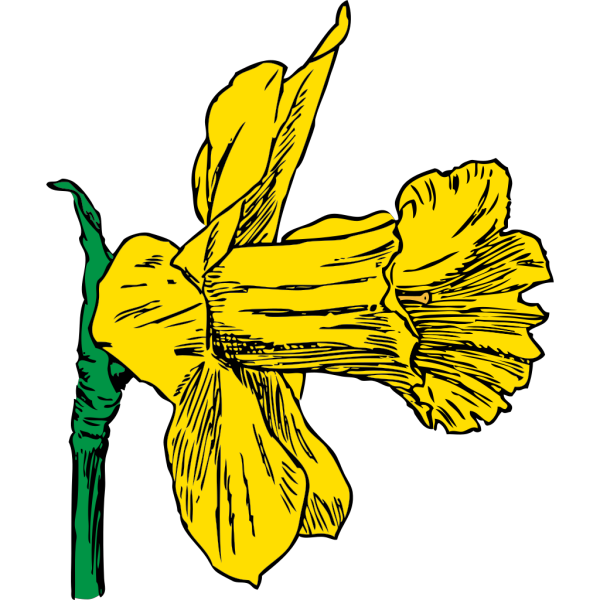 Daffodil PNG Clip art