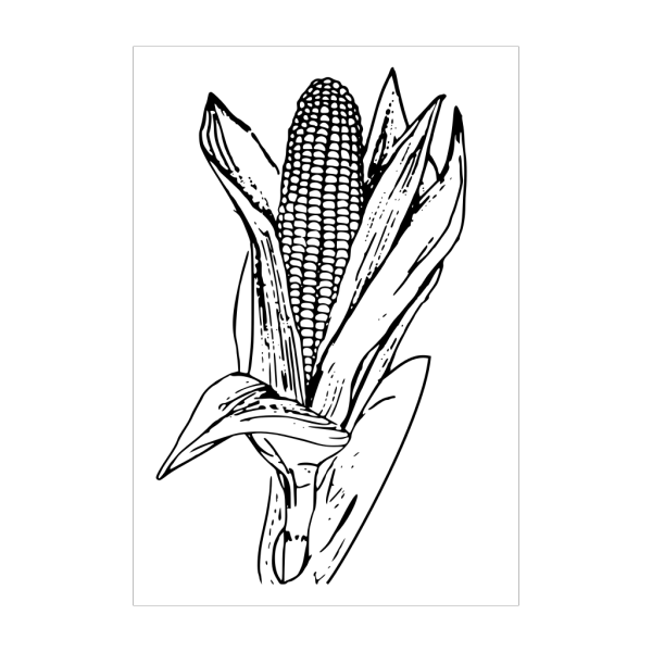 Corn Ear Outline PNG Clip art