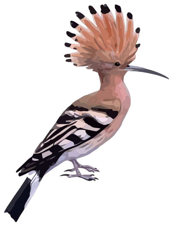 Hoopoe 2 PNG images