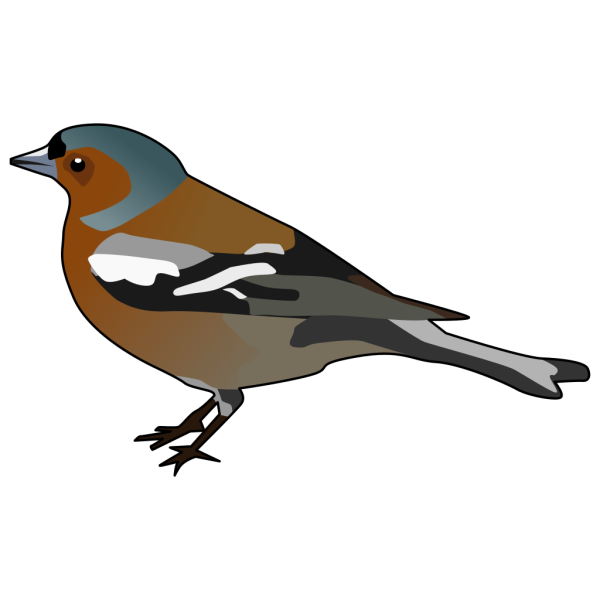 Male Chaffinch Bird PNG Clip art