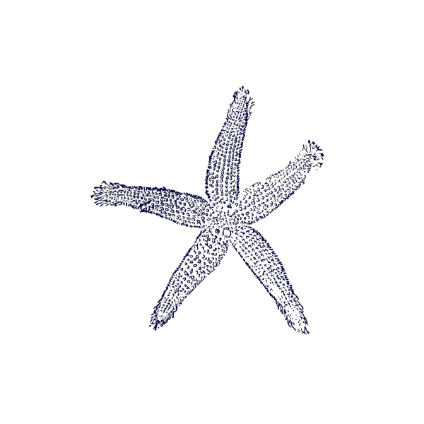 Single Starfishs PNG Clip art