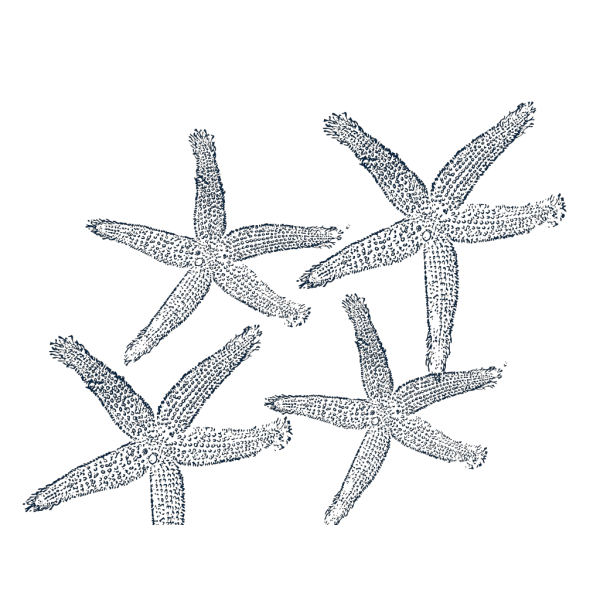 Starfish Prints 4 PNG Clip art