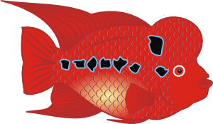 Flowerhorn Fish PNG Clip art
