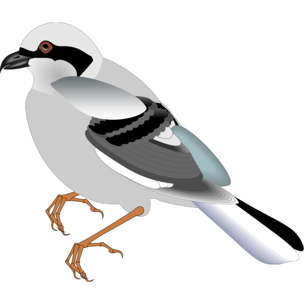Standing Bird PNG Clip art