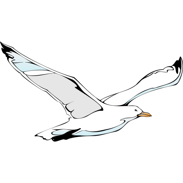 Flying Sea Gull PNG Clip art