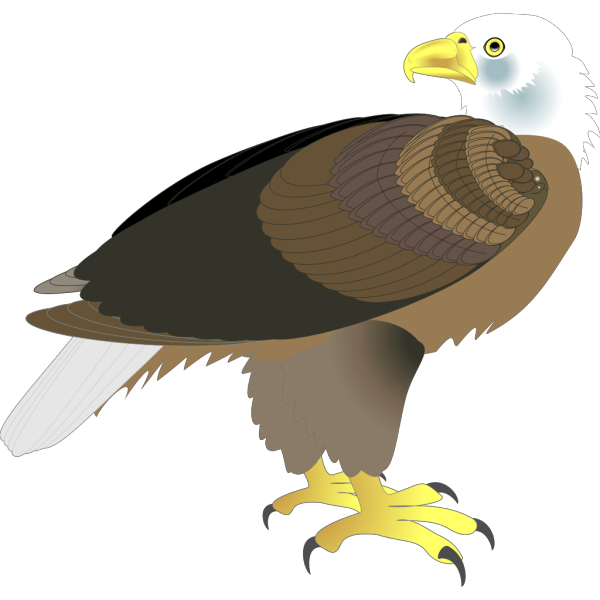 Eagle 18 PNG Clip art