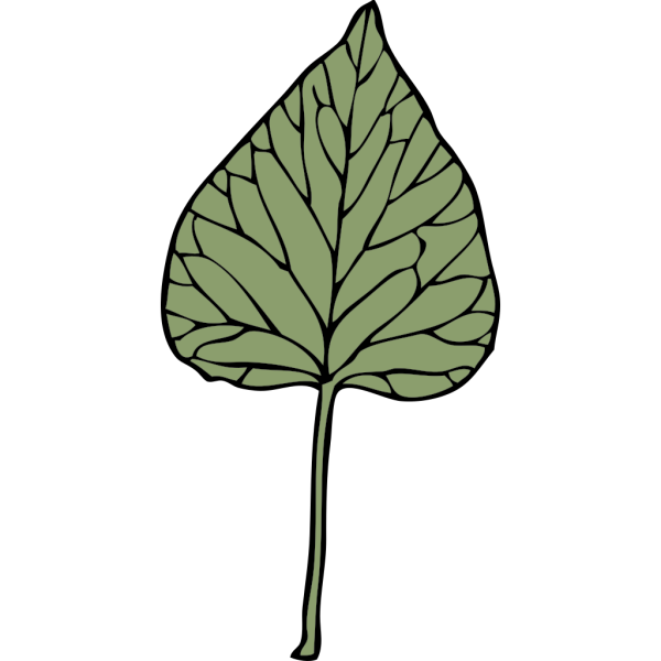 Ivy Leaf PNG Clip art