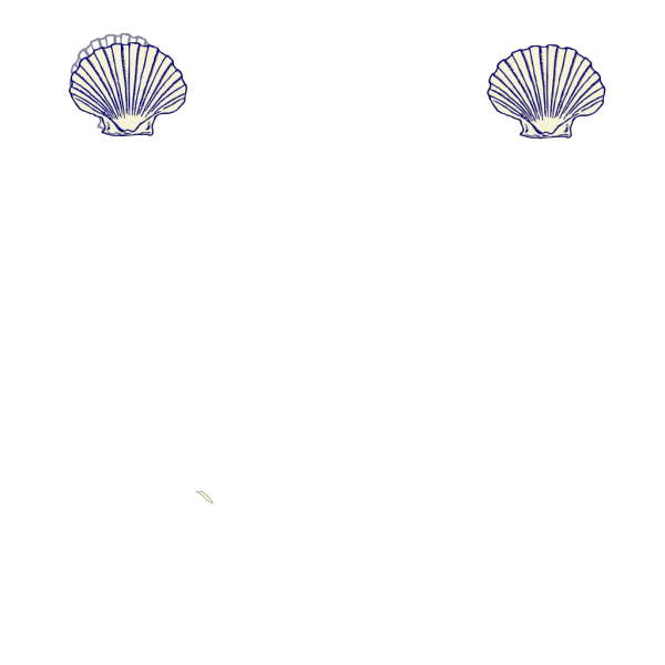 Three Shells PNG Clip art