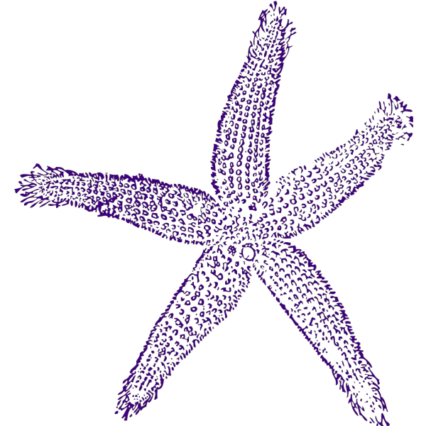 Starfish Label PNG Clip art