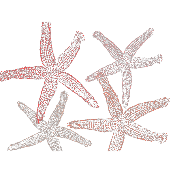 Triple Starfish Colors PNG Clip art