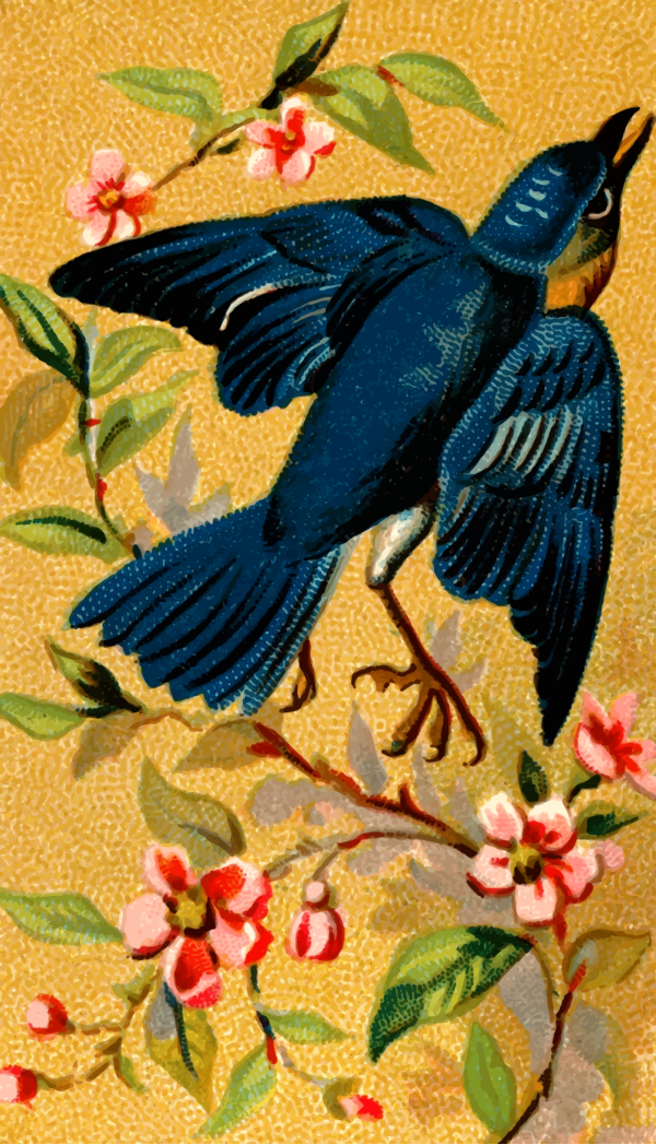 Bluebird PNG Clip art