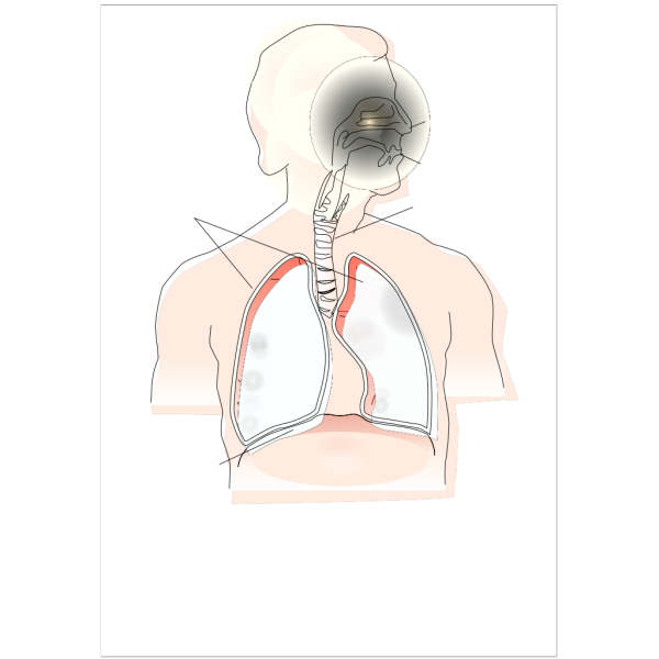 Respiratory System PNG images