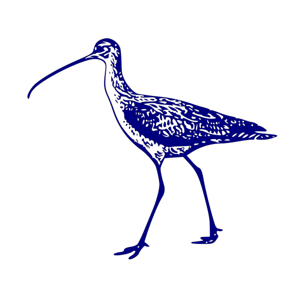 Curlew PNG images