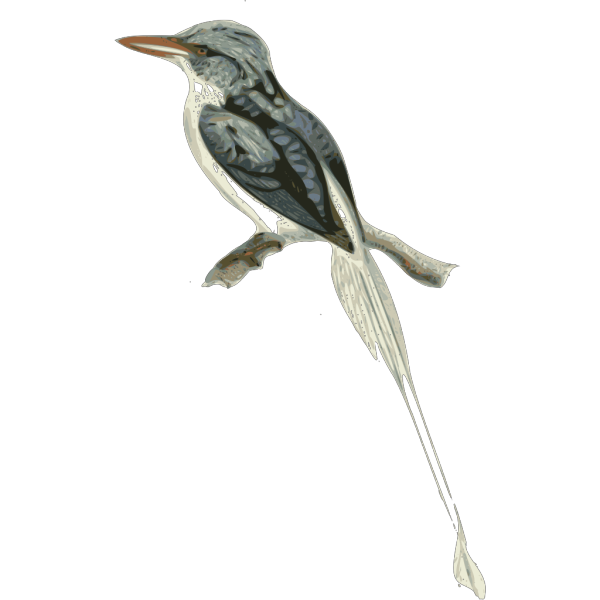 Gray Bird PNG images