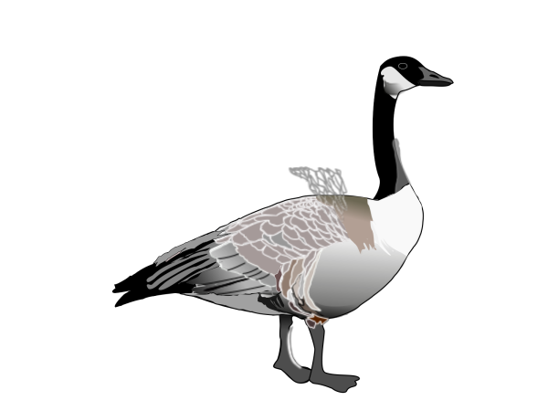 Brown Goose Swimming PNG Clip art