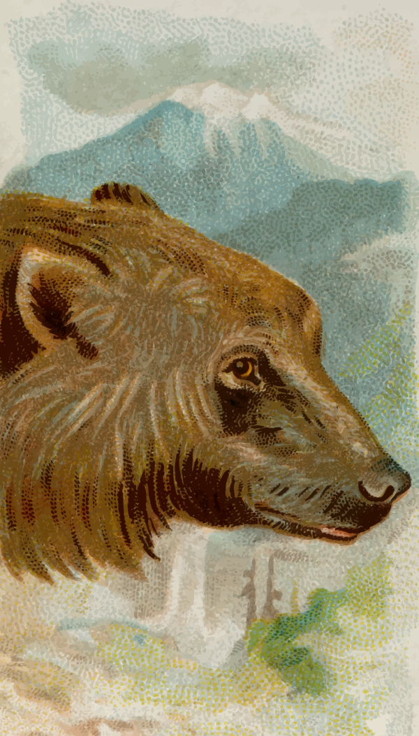 Grizzly PNG Clip art
