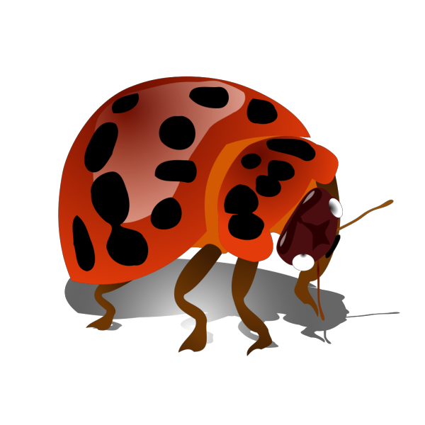 Lady Bug PNG Clip art