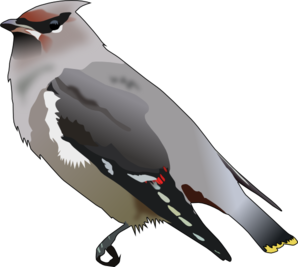 Bohemian Waxwing PNG images