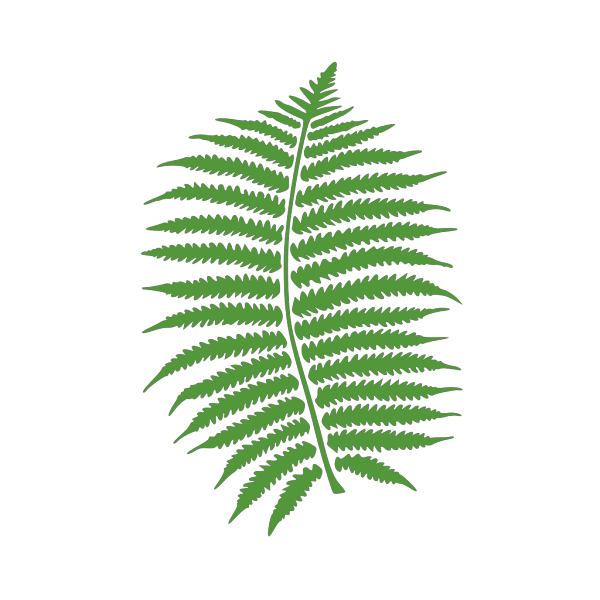 Fern PNG images