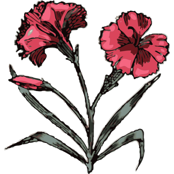 Carnation PNG images