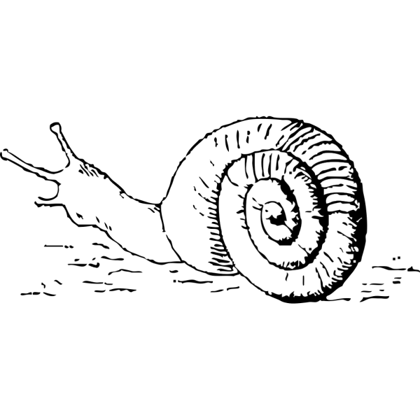 Snail Drawing PNG Clip art