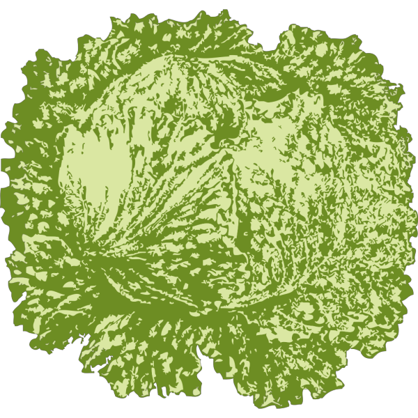 Lettuce PNG Clip art