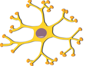 Neuron Interneuron PNG Clip art