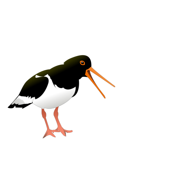Oyster Catcher Bird PNG images
