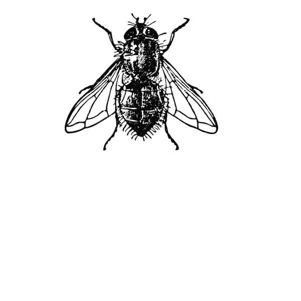 Peterm Housefly PNG images