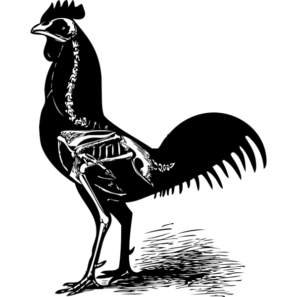 Chicken Skeleton PNG Clip art