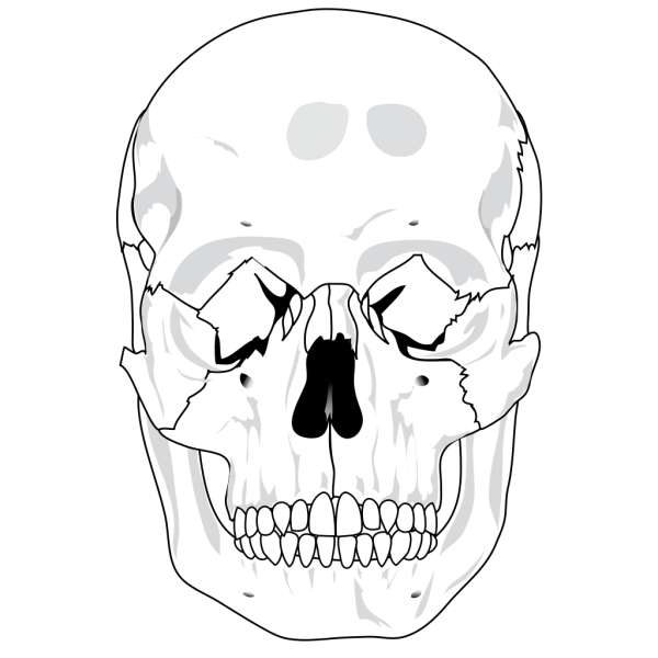 Human Skull PNG Clip art
