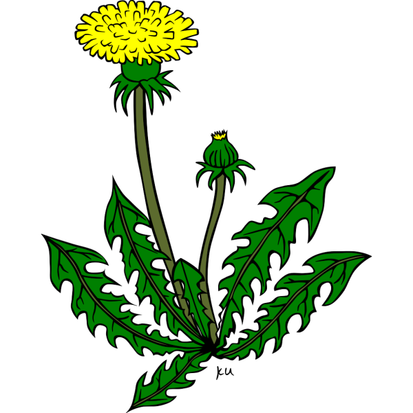 Flower Dandelion PNG images