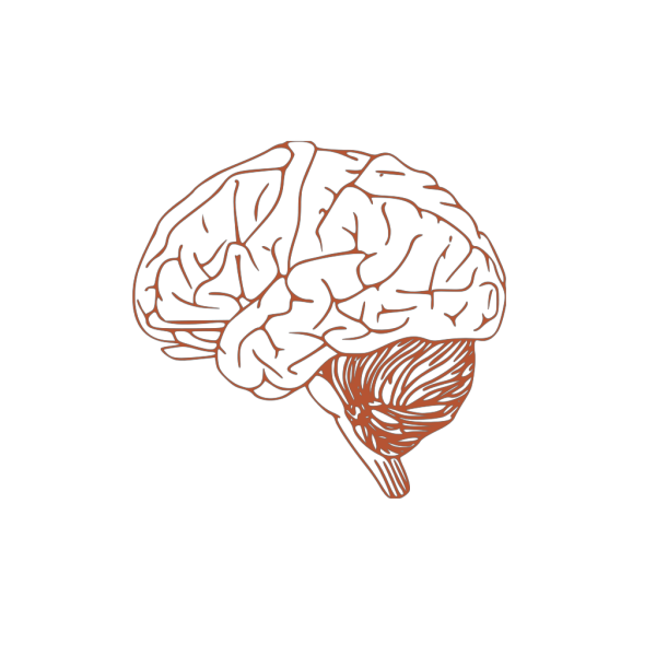 Brain PNG images