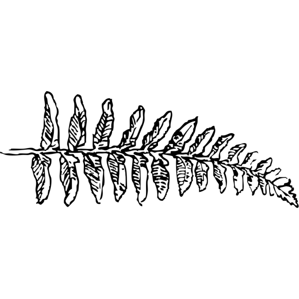 Fern Branch PNG images