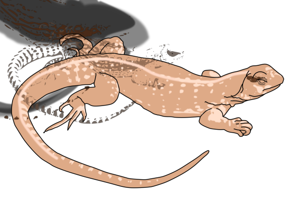 Lizard PNG Clip art