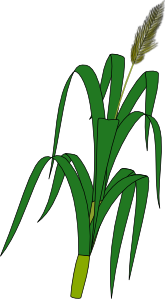 Wheat Plant Food PNG Clip art