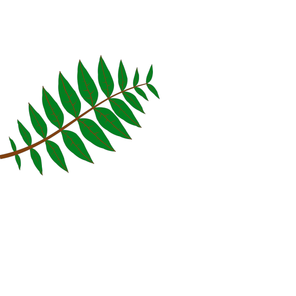 Pinnate Leaf PNG Clip art