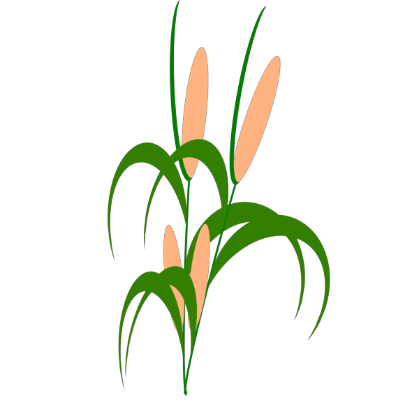 Plant  PNG Clip art